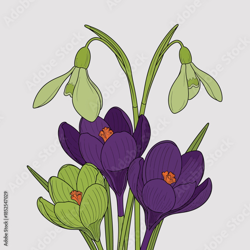 Botanical Illustration of Blooming Crocus and Snowdrop Flowers on Grey Background