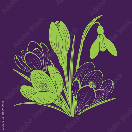 Botanical Illustration of Blooming Crocus and Snowdrop Flowers on Grey Background