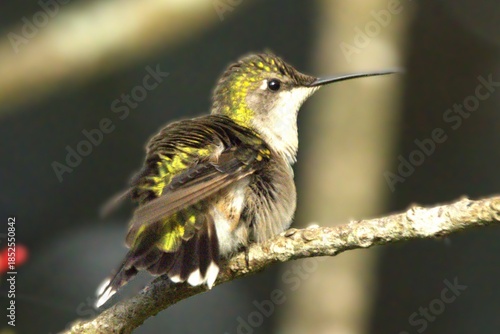 hummingbird on a branch