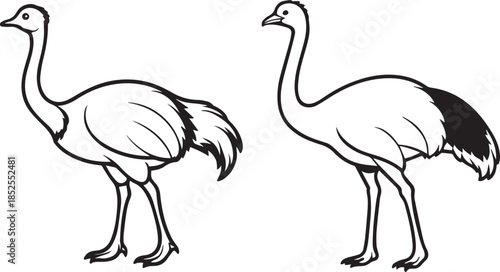 vector illustration of an ostrich