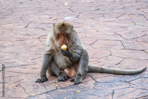 Dominant monkey eats corn with regal calm — close-up of Macaca fascicularis reveals strength, focus, and the unexpected humor of a wild king enjoying simple food.