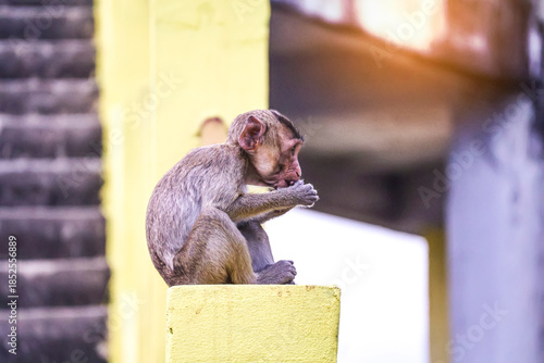 Young macaque (Macaca fascicularis) perched on yellow concrete post — focused expression as it nibbles food, capturing curiosity and urban wildlife charm.