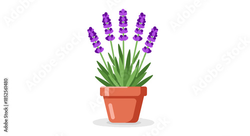 Lavender flower in pot for aromatherapy