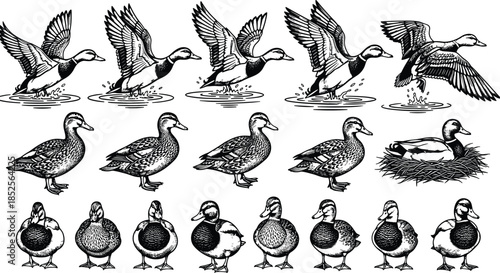 Duck silhouette vector set, landing, walking, nesting, front views, black icons, bird behavior artwork, isolated nature clipart