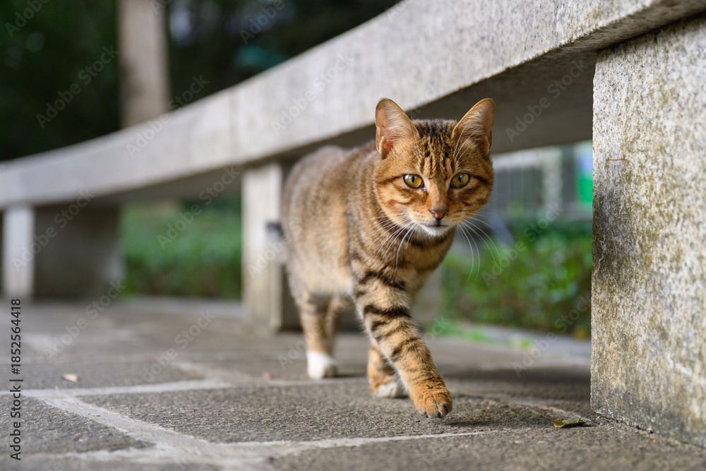Fototapeta premium The cat is taking a stroll in the park.