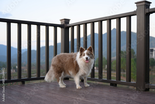 Brown Border Collie, outdoor photography