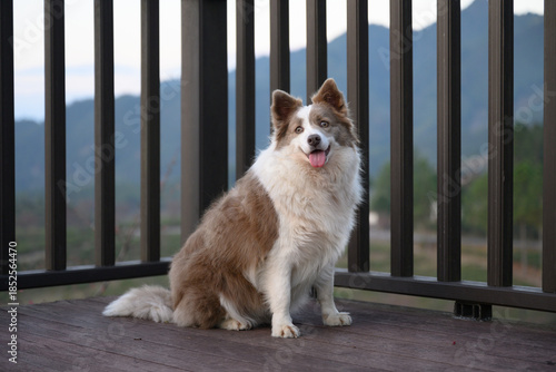 Brown Border Collie, outdoor photography