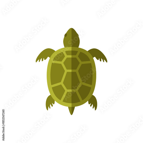 Isolated flat vector illustration of a green sea turtle.