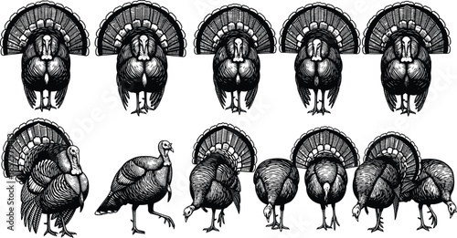 Vintage Engraving Style Collection of Wild Turkey Illustrations in Different Poses, Ideal for Thanksgiving, Wildlife, Farm Animals, and Traditional Holiday Designs.