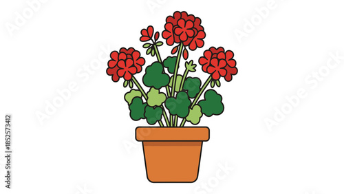 Vibrant red geraniums bloom in a terracotta pot, bringing natural beauty indoors.