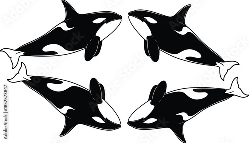 Orca silhouettes, killer whales, marine mammals, ocean wildlife, aquatic animals, black and white markings, symmetry, nature art, sea life illustration