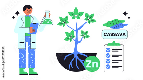 Flat vector illustration of biofortifying cassava with zinc to improve nutrition