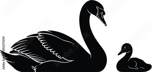 Silhouette of a graceful black swan and its small cygnet swimming together on calm water, aquatic bird family nature illustration.