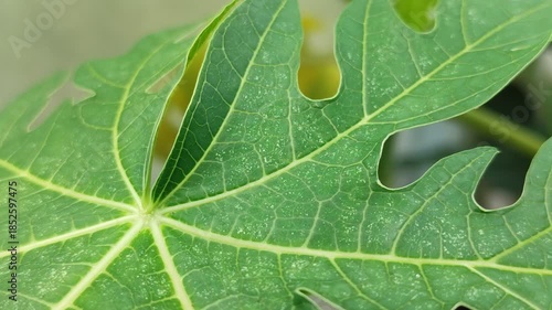 Papaya leaves attacked by spider mites (Tetranychus urticae) show small white spots on the surface of the leaves