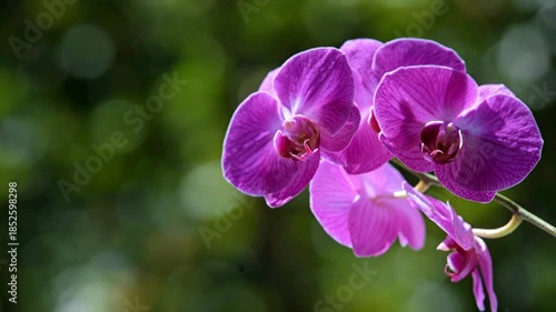 Purple Orchid branch on green natural background