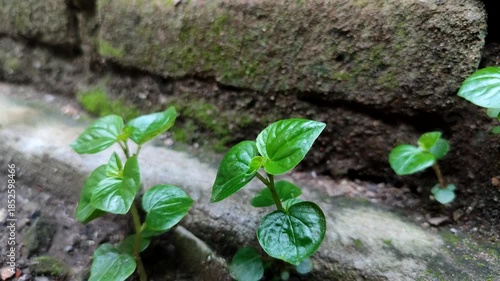 Peperomia pellucida grows naturally in moist soil near stone walls. Also known as Pepper Elder, Shining Bush Plant, or Sirih cinal, it is a common medicinal plant