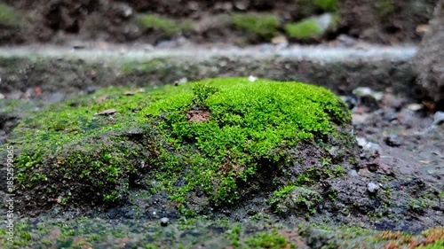 The moss species with the scientific name Barbula unguiculata, commonly called Bird's-claw Beard-moss, belongs to the Pottiaceae family and grows on rocks