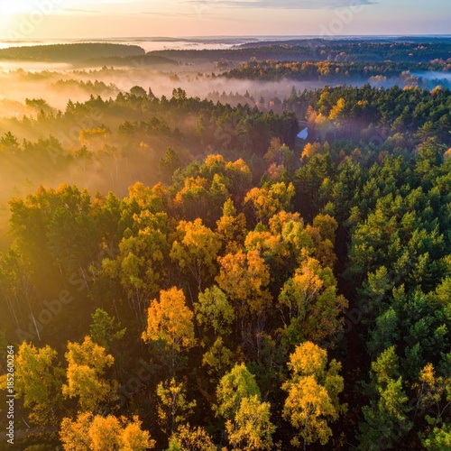 Aerial view of a sunlit forest, with mist, and autumn colors