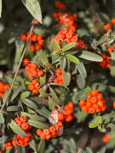 Pyracantha coccinea (Pyracantha coccinea). Close up view.
