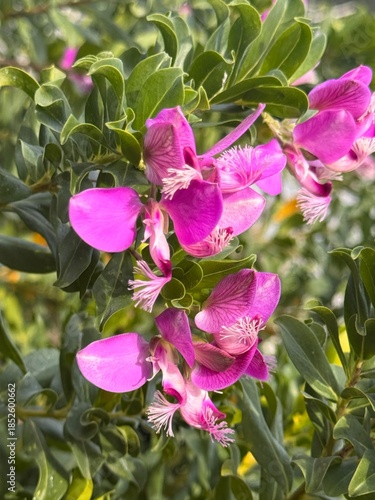 Podalyria sericea is a small erect shrub