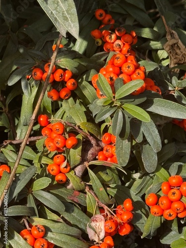 Pyracantha coccinea (Pyracantha coccinea). Close up view.
