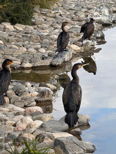 Adult double-crested cormorants ,nannopterum auritum
