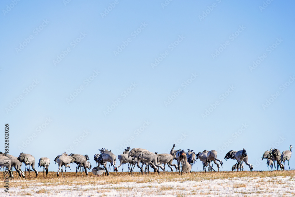 Obraz premium Flock of Cranes on a field with snow in early spring
