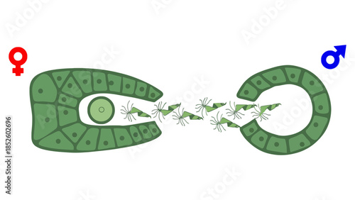 Tiny shrimp swarm towards a reproductive opening, illustrating biological fertilization and reproduction.