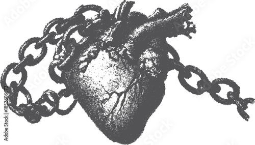 Vintage heart illustration wrapped in a chain. Detailed black and white vector graphic design conveying themes of anatomy.
