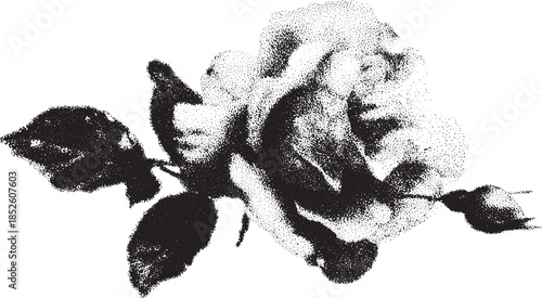 Black and white rose illustration. Detailed floral vector set featuring petals and leaves in a classic style.