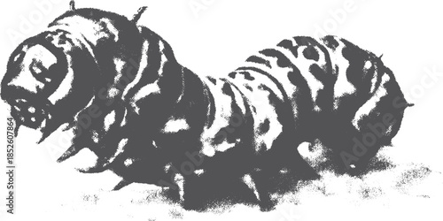 Caterpillar insect illustration in black and white style. Detailed vector graphic showcasing realistic textures and shapes.
