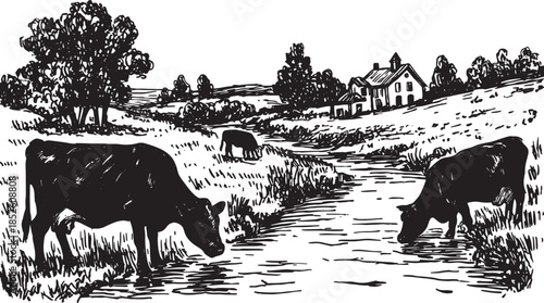 Cows grazing near a brook in a rural landscape. Black and white lineart vector illustration featuring a farmhouse and trees in a peaceful setting.