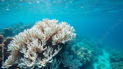 zooxanthellae. White coral reef in clear ocean water with sunlight filtering from above. ESG reports, sustainability campaigns, designed for environmental awareness campaigns, used by chefs.