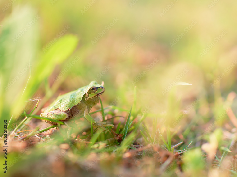 Fototapeta premium 地面にいる一匹のニホンアマガエル暖色