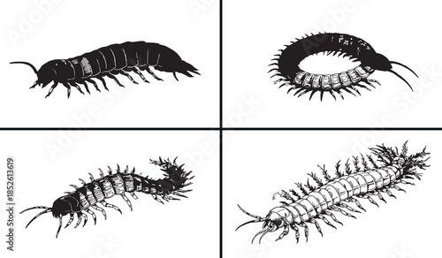 centipede illustration vector, millipede insect clipart, crawling insect svg, creepy bug illustration, arthropod drawing, black insect artwork, horror insect vector art, crawling creature design, inse