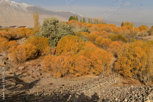 Hu yanlin tree park in yellow leaves near the Tashkurgan Stone City was a small fortified city with multiple layers of walls. Location: Tashgur City, Tajikistan Autonomous Region, Xinjiang, China.