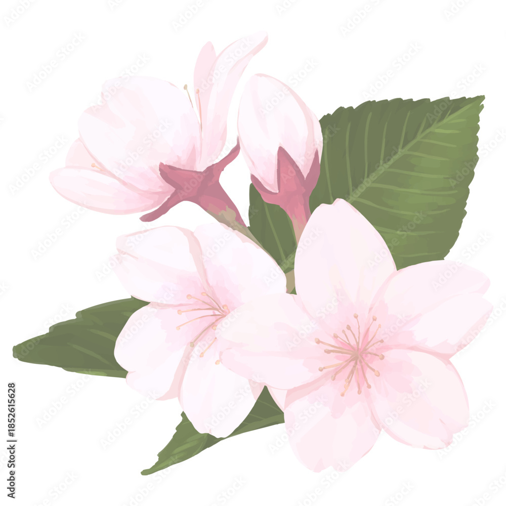 Fototapeta premium 桜_手描きイラスト_花と葉
