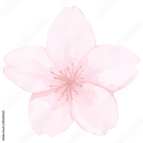 桜_手描きイラスト一輪CS2