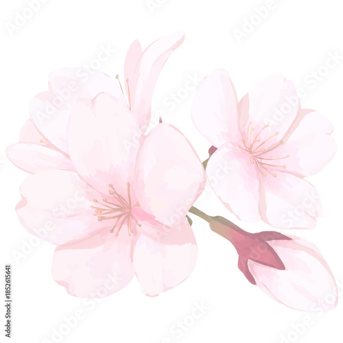 桜_手描きイラスト_花と蕾