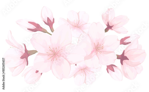 桜_手描きイラスト_花と蕾あしらい