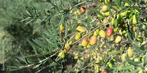 close up of olive in olive tree
