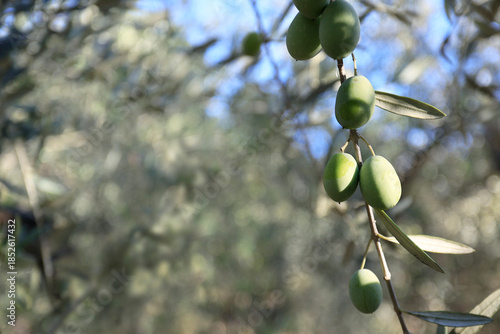 close up of olive in olive tree
