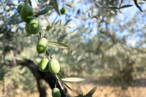 close up of olive in olive tree