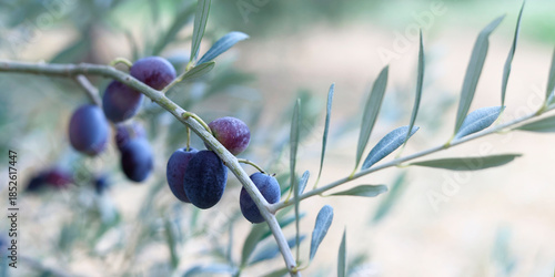 close up of olive in olive tree