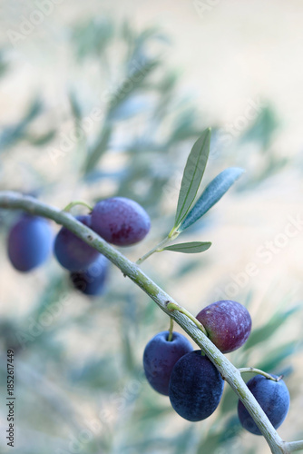 close up of olive in olive tree