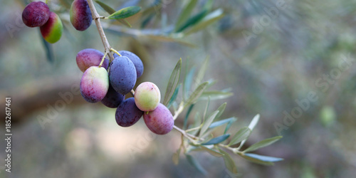 close up of olive in olive tree