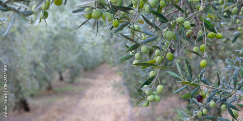 close up of olive in olive tree