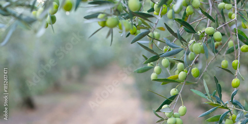 close up of olive in olive tree