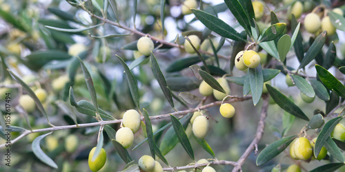 close up of olive in olive tree