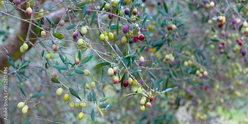 close up of olive in olive tree